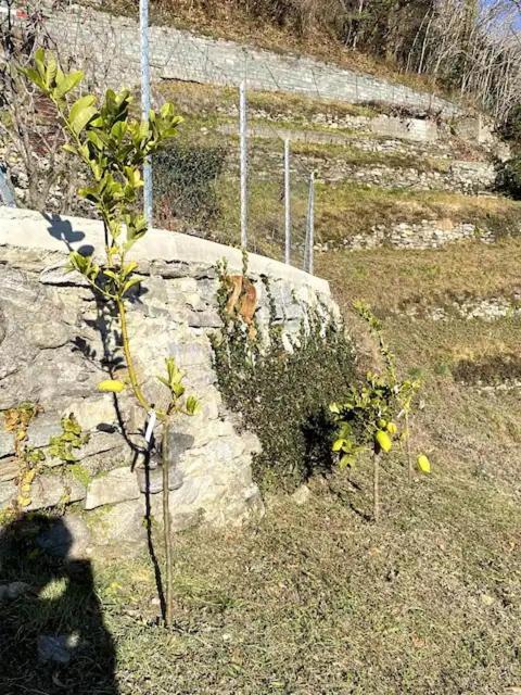 Ca'Gialla Bellinzona Zewnętrze zdjęcie